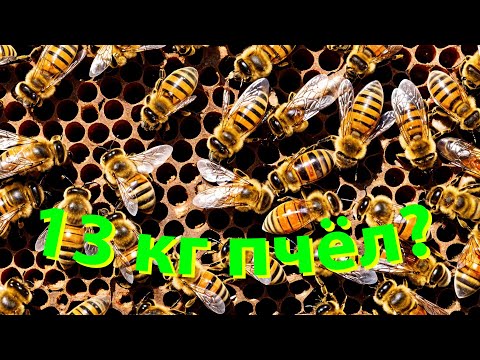 Видео: Профессор Кашковский: Как нарастить пчёл до 13 килограммов?