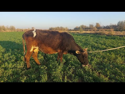 Видео: ДУСАР ГОВИ БУГУЗ ОВАРДЕМ БО ХОХИШИ ПАДПИСЧИКО ХАРИДОРО МАРХАМАТ НАРХОЙ АРЗОН КАТИ 