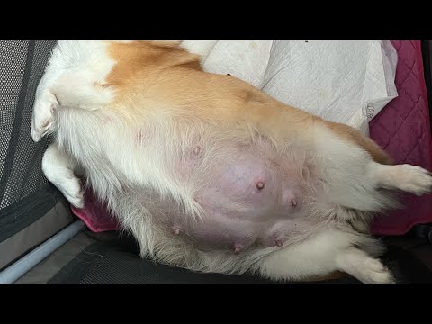 Видео: VLOG:БЕРЕМЕНОСТЬ КОРГИ|48 день|ОЧЕНЬ ПЕРЕЖИВАЮ,ЛИЛЯ меня напугала.иду на УЗИ.| Распаковка сбермаркет