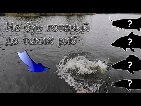Видео: Трофей не влазить в підсаку. Спінінг на межі