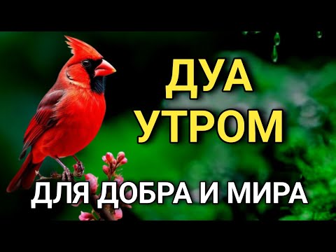 Видео: ДУА ДЛЯ ПРИВЛЕЧЕНИЯ ДОБРА И ОТТАЛКИВАНИЯ ЗЛА! 🤲✨