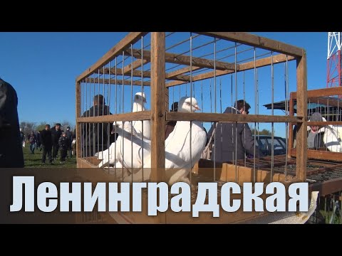 Видео: Птичий рынок. Ленинградская. [13.04.2025]
