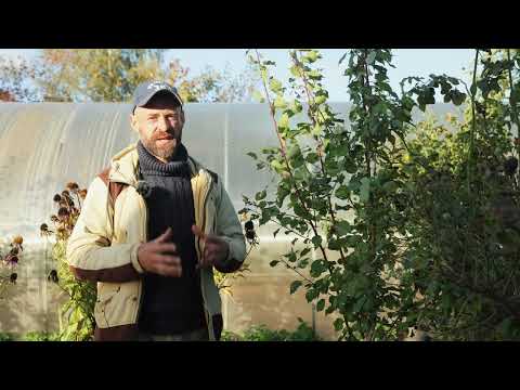 Видео: Как вырастить плодовый сад из семян.