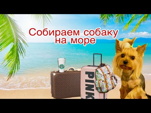 Видео: Собираем чемодан для собаки на море // Что взять для собаки в отпуск