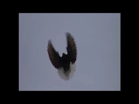 Видео: Голуби  Ольховского  Николая. Геническ.