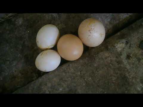 Видео: Цыплёнки? Нет, цыплята!