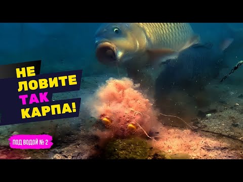 Видео: КАРПФИШИНГ: СЕКРЕТЫ ЛОВЛИ КАРПА под ВОДОЙ! ПЕРВАЯ ПОКЛЕВКА на МОСКВА РЕКЕ! Под водой #2