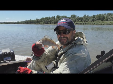 Видео: В этот день окунь был в ударе!!! Один хороший день на Оби.