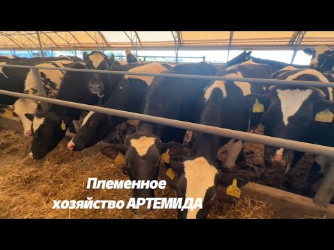 Видео: Корма для «голштинок». Секреты смешанного производства 