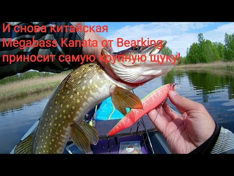 Видео: Китайская Megabass Kanata сегодня опять с самой крупной щукой!Jackall Rerange 110SP копияот Allblue!