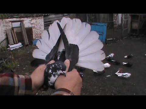 Видео: Николаевские голуби