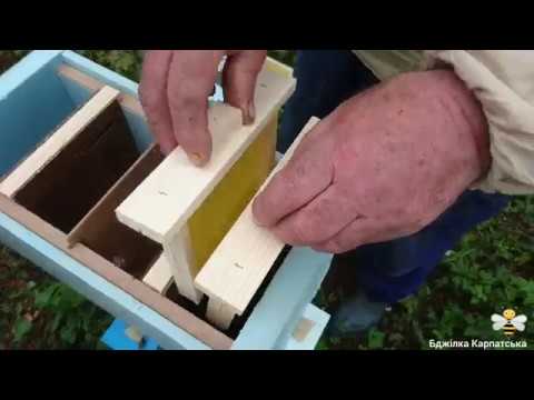 Видео: Заселяю нуклеуси🏠