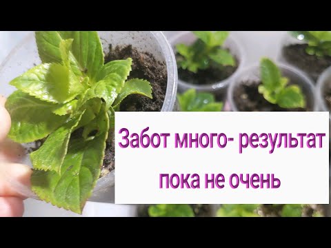 Видео: Крупнолистные гортензии в квартире/Черенкование в октябре, ноябре, декабре