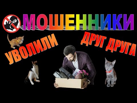 Видео: МОШЕННИКИ УВОЛЬНЯЮТ ДРУГ ДРУГА