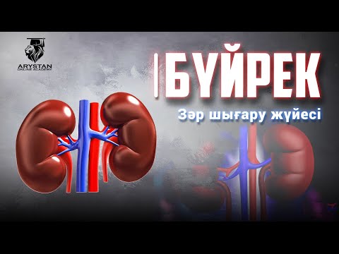 Видео: Зәр шығару жүйесі. Бүйрек құрылысы