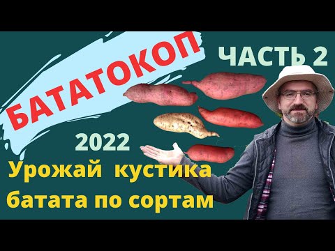 Видео: Урожайность кустика батата 2022 ЧАСТЬ 2. Урожайность по сортам батата. БАТАТОКОП Ч 2