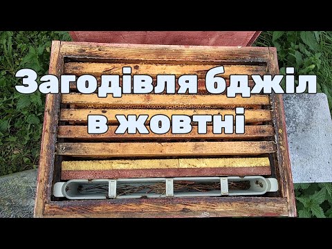 Видео: Загодовуємо бджіл у жовтні- простий та легкий спосіб