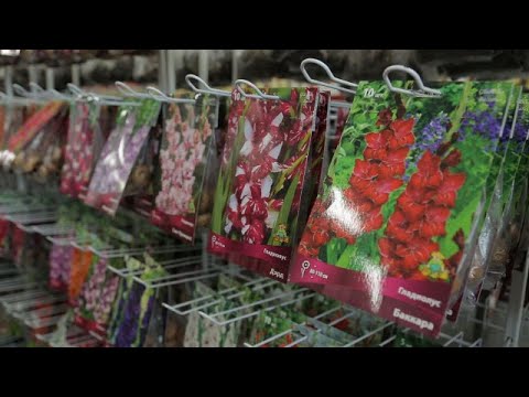 Видео: Агрохолдинг ПОИСК. Как сохранить растения до посадки в грунт.