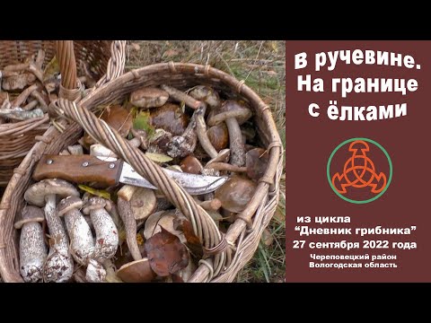 Видео: В ручевине. На границе с ёлками. Дневник грибника 27 сентября 2022 года.