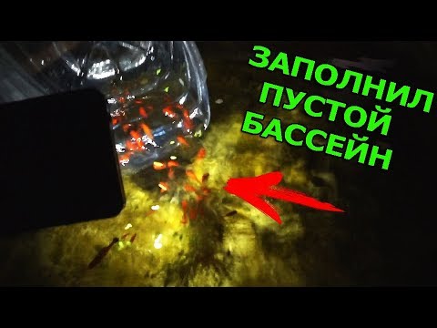 Видео: Запустил разных рыбок в тепличку