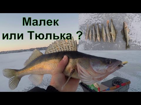 Видео: ЛОВЛЯ СУДАКА. ЧТО ЛУЧШЕ МАЛЕК ИЛИ ТЮЛЬКА?!