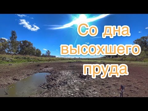 Видео: НАШЁЛ ЗОЛОТОЕ КОЛЬЦО С НАДПИСЬЮ! ИЩУ ВЛАДЕЛЬЦА. НАХОДКИ СО ДНА ВЫСОХШЕГО ПРУДА.