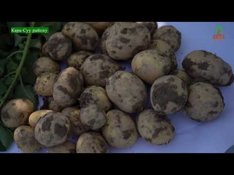 Видео: Талаа күнү \ Кара-Суу районунун шартында эрте бышуучу жаңы сорттогу картошка үрөндөрү сыналууда \