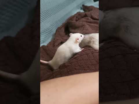 Видео: Крысы гулящие #пасюк #полупасюк #декоративнаякрыса #крыса #rat 