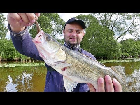 Видео: Ловля Судака на реке Эмайыги. Джиг. Резина Daiwa.