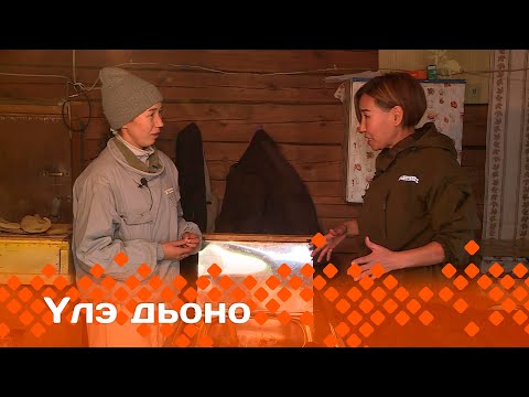 Видео: "Үлэ дьоно": Күннэй Тимофеева мүөттээх ыҥырыаны иитии туһунан кэпсээтэ. II-c чааһа. (05.12.23)