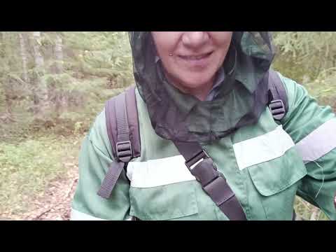 Видео: В лес за грибами с подругой.