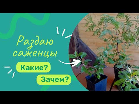 Видео: Саженцы в добрые руки. О проекте. О питомнике. Почему раздаю саженцы. Какие саженцы раздаю