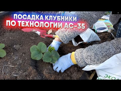 Видео: Как сажать клубнику по технологии АС 35