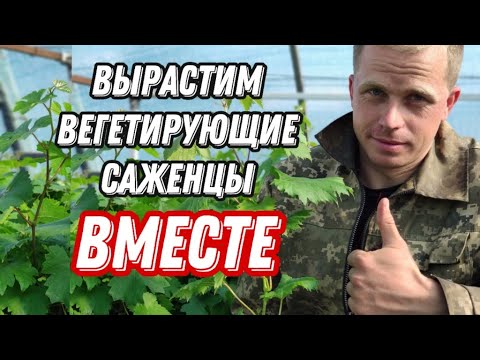 Видео: Вегетирующие саженцы винограда: посадка ,полив,уход.