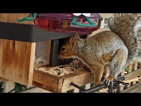 Видео: Пані Годівниця онлайн 🐿️📺🐦💙💛 #bird #feeding #online #cam