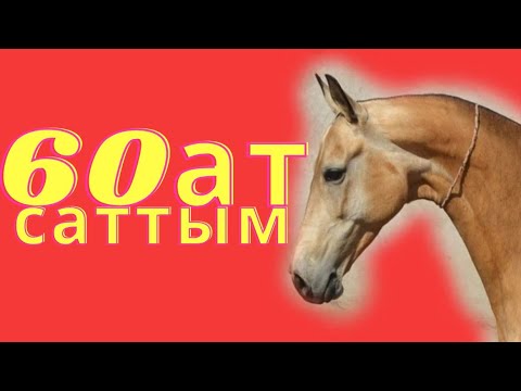 Видео: 60 жылқыдан қанша пайда 🔥🔥 прибыль с 60 лошадей 2021год