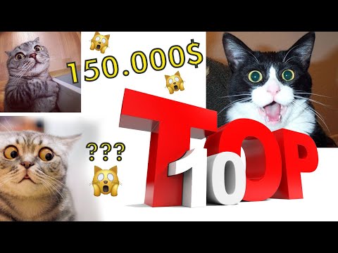 Видео: Дэлхийн хамгийн үнэтэй TOP - 10 муур