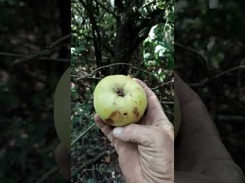 Видео: Бывшая кузница у деревни аистов