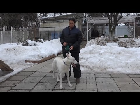 Видео: ДТ-32. Рулетка для собак - плюсы и минусы.