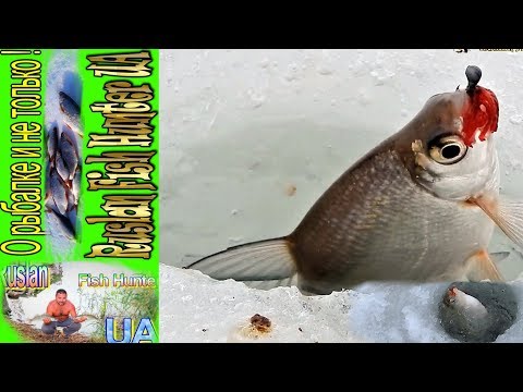 Видео: ЛЕЩ В ГЛУХОЗИМЬЕ ОТРЫВАЕТ МОРМЫШКИ,ГЛУХОЗИМЬЕ РЫБАЛКА,ЛОВЛЯ РЫБЫ В ГЛУХОЗИМЬЕ