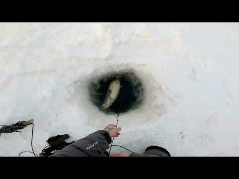 Видео: Серия √26 Рыбалка 2024 открылась с проверки перемёта на налима.