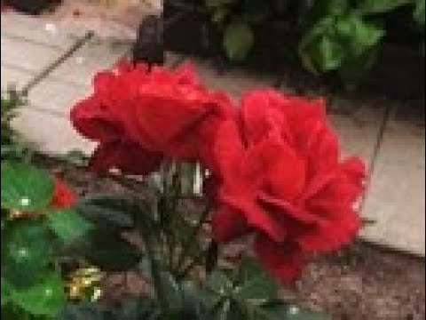 Видео: Розы. Цветение в июне-июле (часть 2). О сортах Easy Does It, Ebb Tide, Falstaff, Hot Chocolate и др.