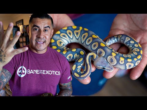 Видео: Наши лучшие УДЕРЖИВАЮЩИЕ ИГРУШКИ! Эти змеи просто нереальны!