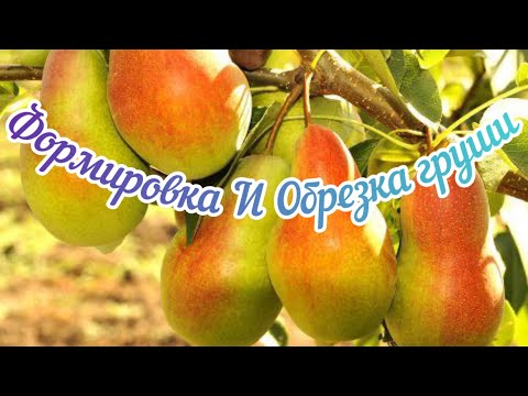 Видео: Обрезка груши