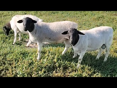 Видео: ДОРПЕР. О поглотительном скрещивании. (личный опыт) 