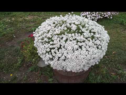 Видео: НОВЫЙ метод борьбы с крестоцветной блошкой на АЛИССУМЕ💯🌼.