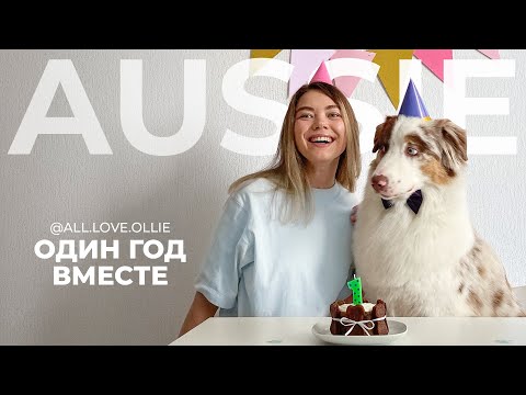 Видео: 1 год с аусси | Австралийская овчарка Оливер | The best moments