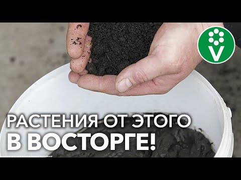 Видео: ПОЧВА СТАНЕТ ЗДОРОВЕЕ, ЛИШЬ ДОБАВЬТЕ САПРОПЕЛЯ! И никакой «черной ножки» у рассады!