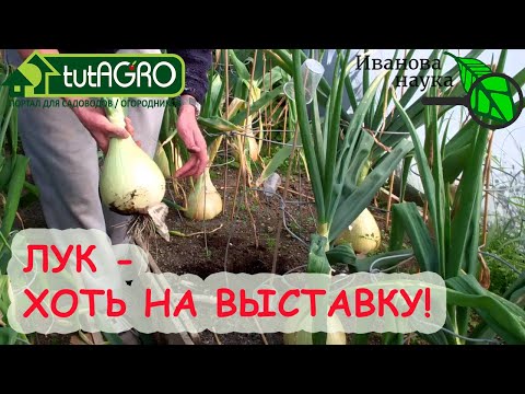 Видео: 9 секретов лука ЭКСИБИШЕН. Огромные вкусные луковицы с хранением до весны!