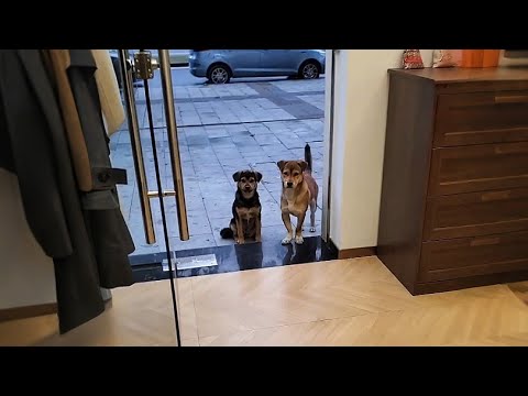 Видео: Раньше они вместе ждали меня у двери, но один несчастный случай всё изменил...